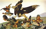 Bobwhite, Virginia Partridge by John James Audubon